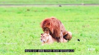 미션 인 더 나잇 EP.01(노아,서연,애슐리,수창) korean porn vip