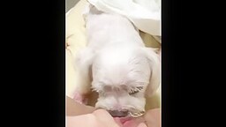 [개는 훌륭하다] 인스타BJ라방밴드 개보빨녀들 모음 (2)